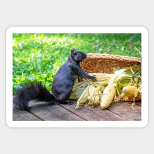 Squirrel is happy to find a basket of corn on the cob Sticker